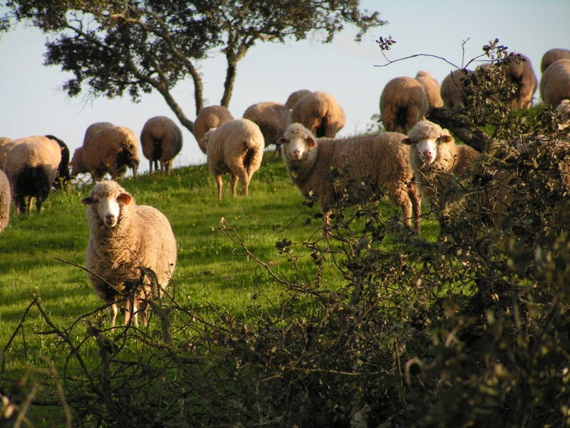 Ovibeja 2019 vai debater contributos dos agricultores para reverter alterações climáticas
