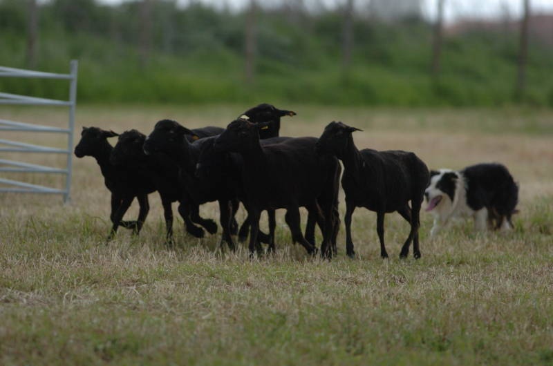 Ovibeja 2019 vai realizar-se de 24 a 28 de Abril e um dos temas principais vai ser o Impacto das alterações climáticas na agricultura