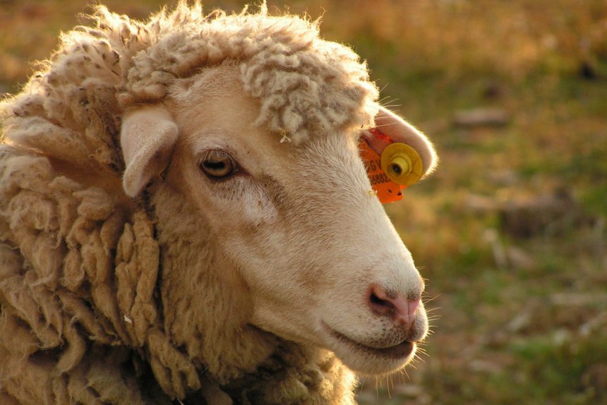 Raças pecuárias autóctones vão desfilar na 42ª Ovibeja